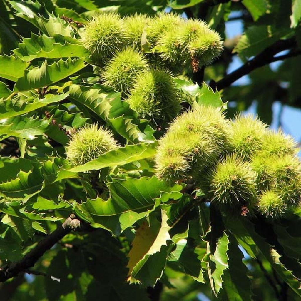 Esskastanie Marron de Lyon - Castanea sativa