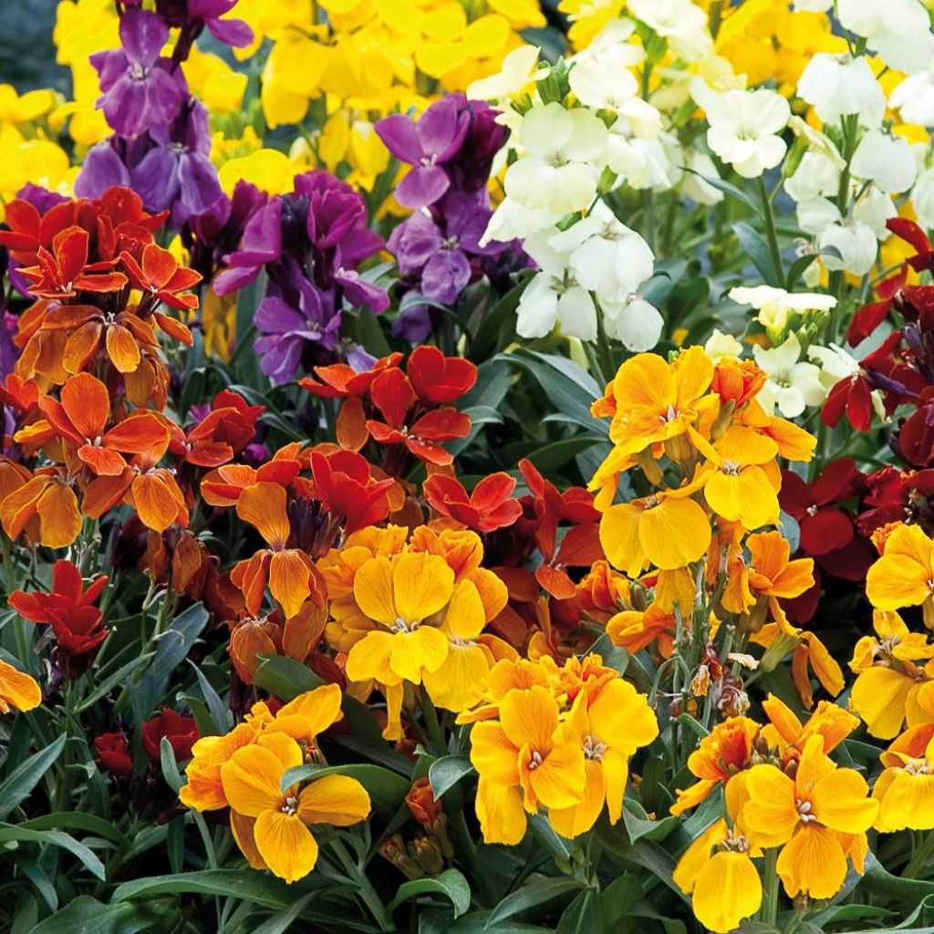 Garten-Goldlack Charity Mix - Erysimum