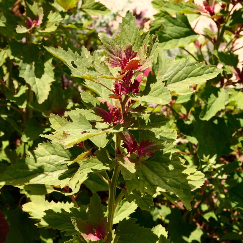 Spinatbaum - Ferme de Sainte Marthe - Chenopodium giganteum