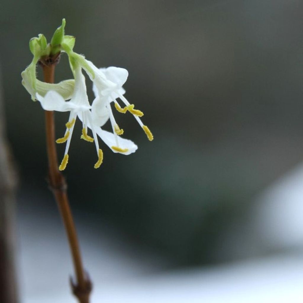 Lonicera fragrantissima - Wohlriechende Heckenkirsche