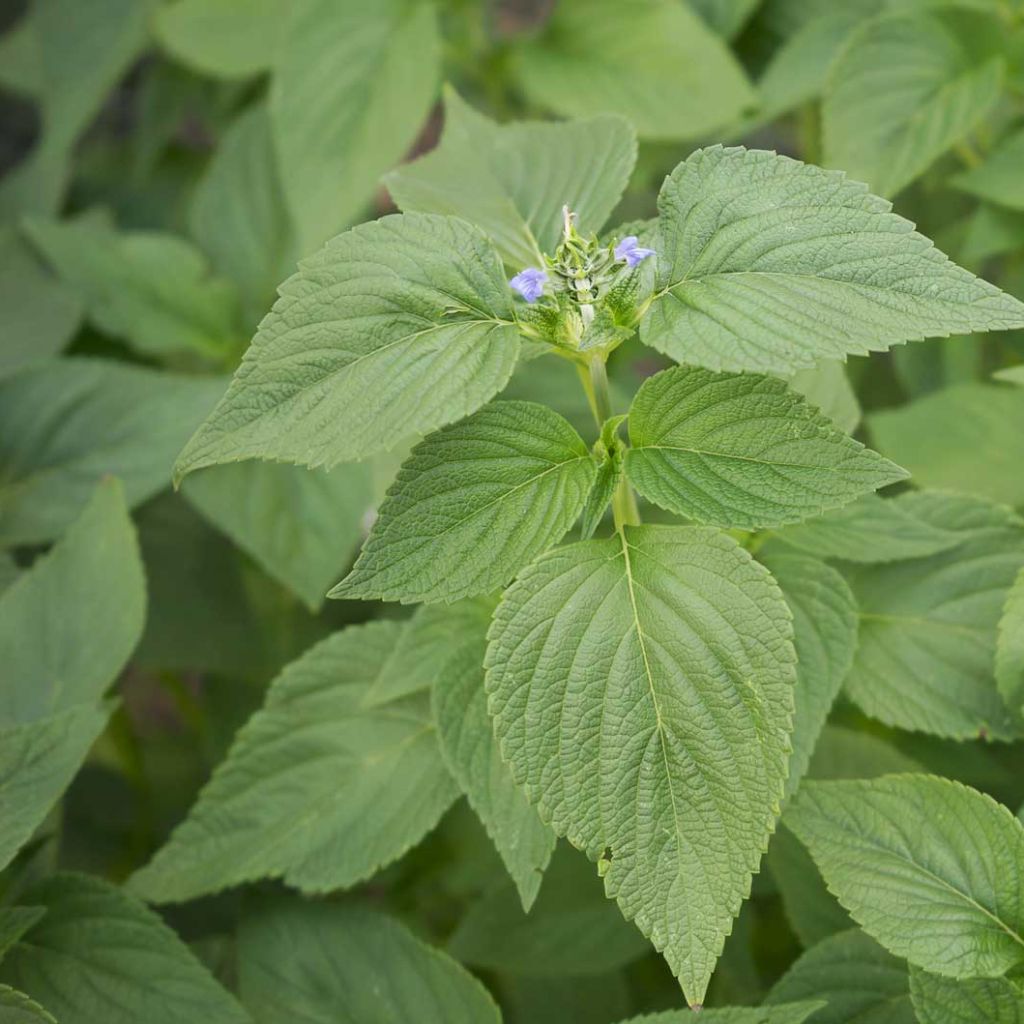 Mexikanische Chia - Salvia hispanica