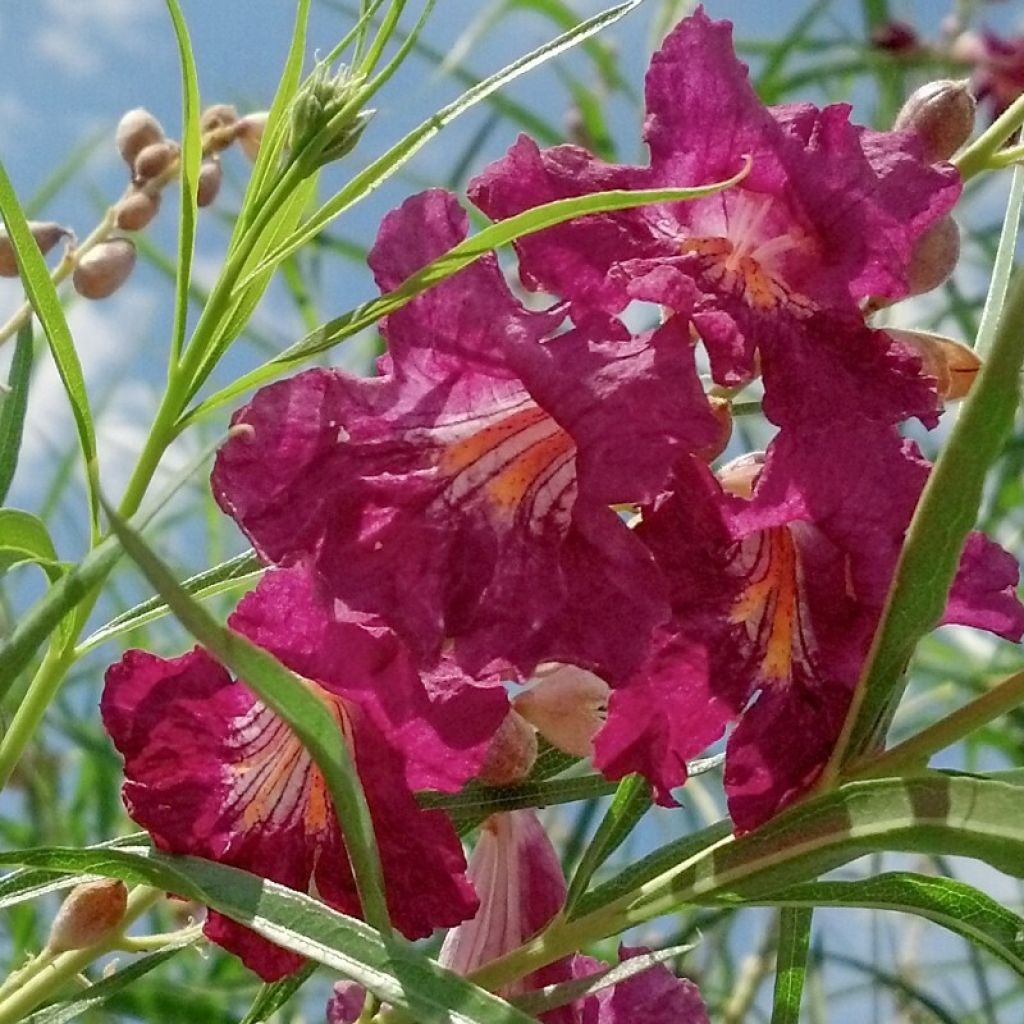 Chilopsis linearis Burgundy - Wüstenweide