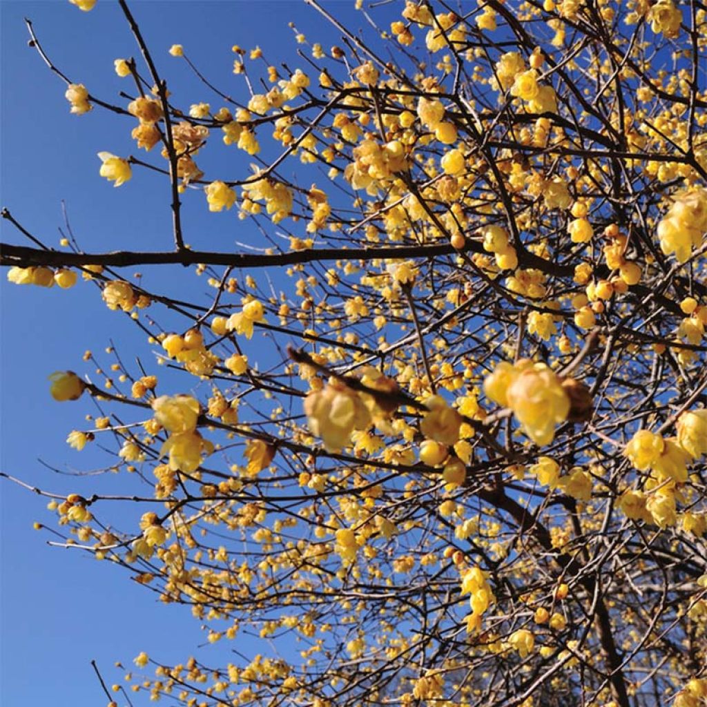 Chimonanthus praecox - Winterblume