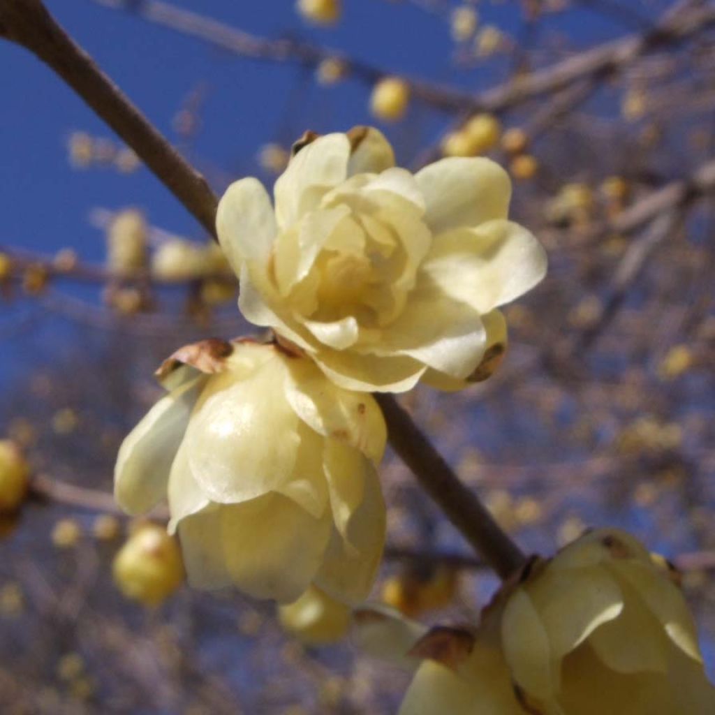 Chimonanthus praecox - Winterblume