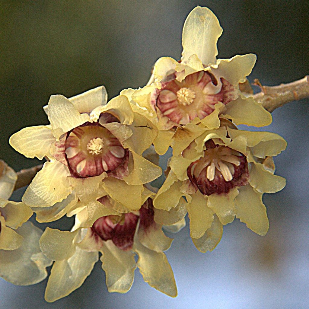 Chimonanthus praecox - Winterblume