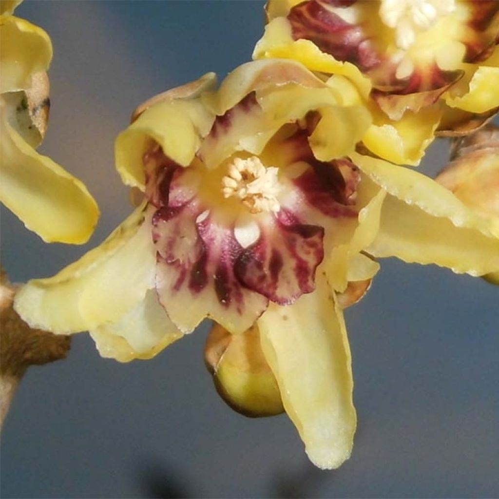 Chimonanthus praecox - Winterblume