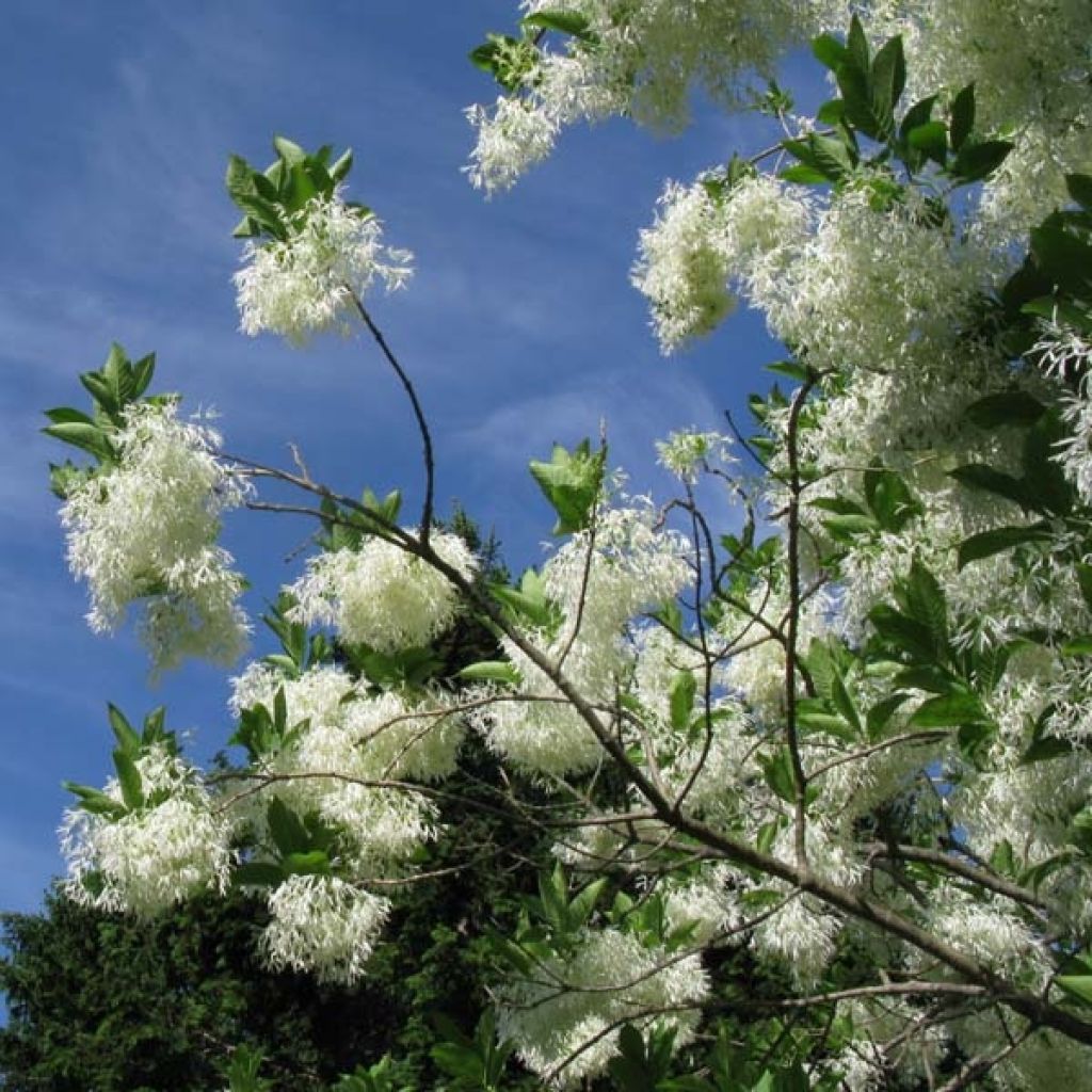 Chionanthus virginicus - Virginischer Schneeflockenstrauch