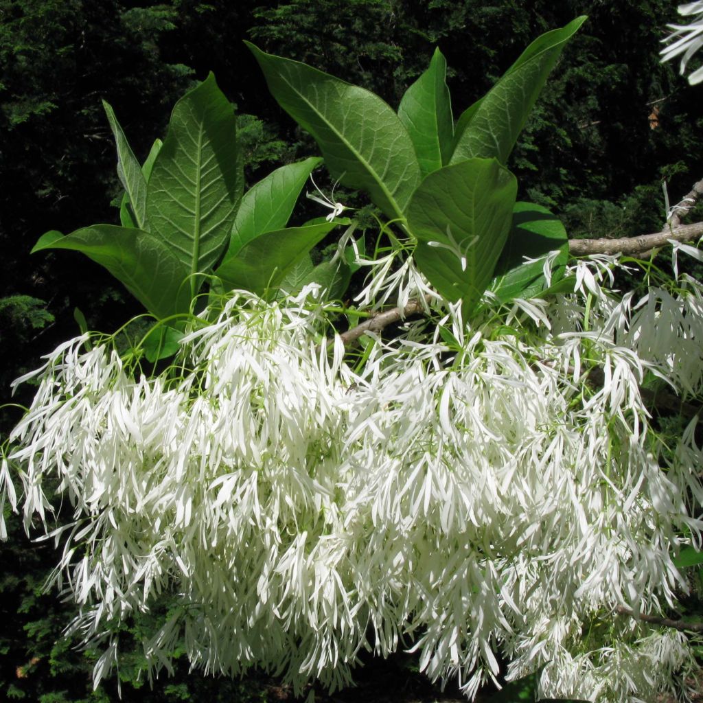 Chionanthus virginicus - Virginischer Schneeflockenstrauch