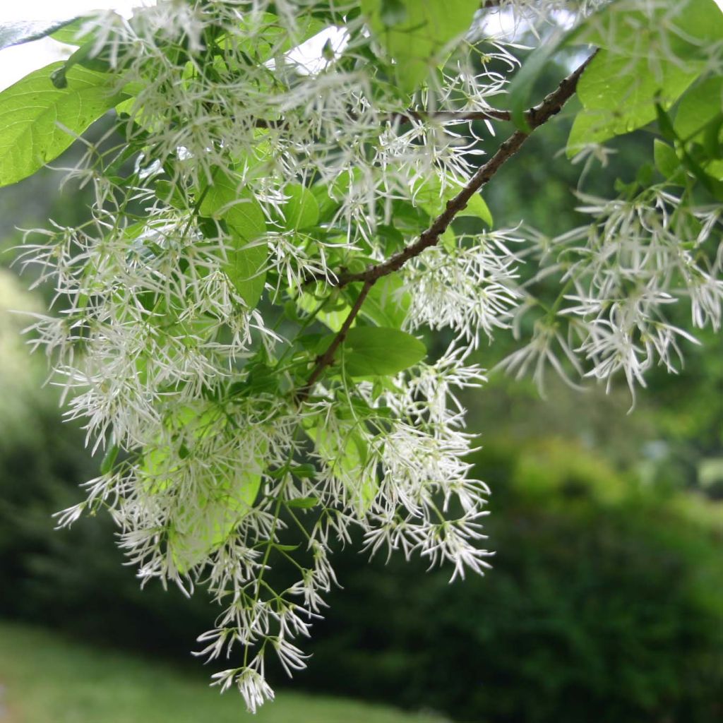 Chionanthus virginicus - Virginischer Schneeflockenstrauch