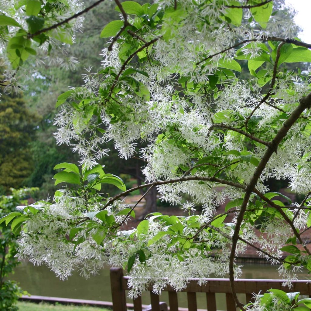 Chionanthus virginicus - Virginischer Schneeflockenstrauch