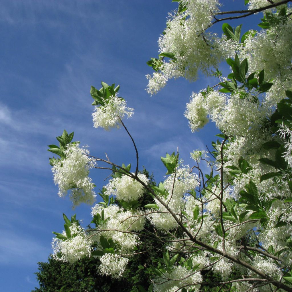 Chionanthus virginicus - Virginischer Schneeflockenstrauch