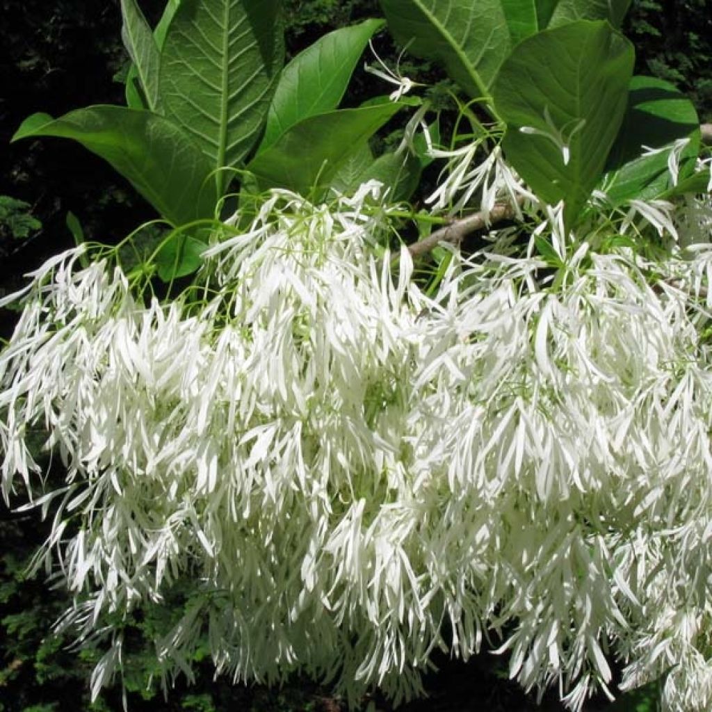 Chionanthus virginicus - Virginischer Schneeflockenstrauch