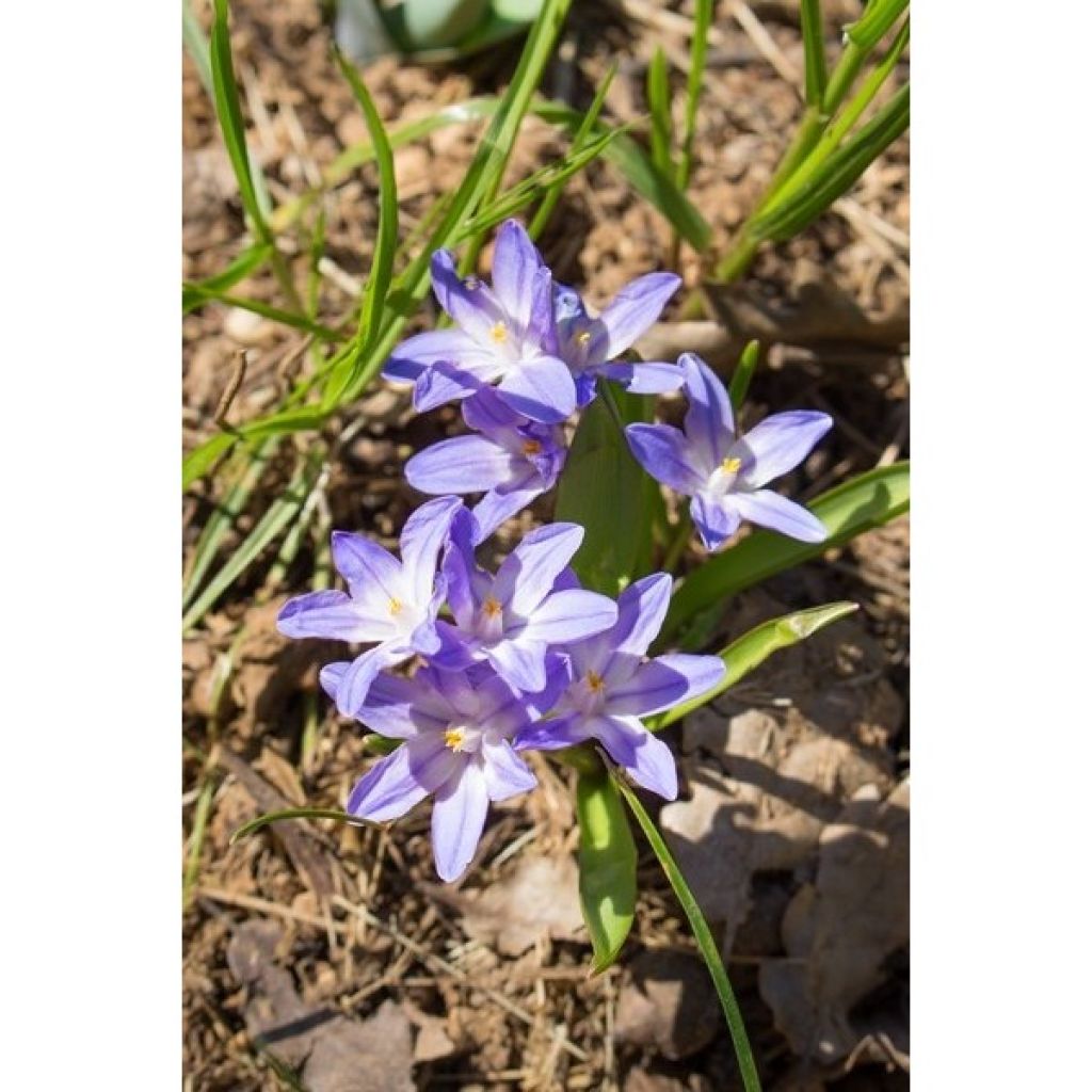 Chionodoxa forbesii Violet Beauty - Schneestolz