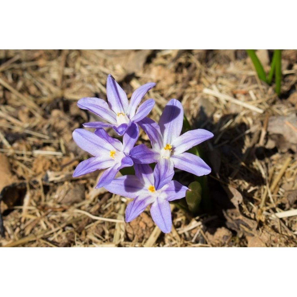 Chionodoxa forbesii Violet Beauty - Schneestolz