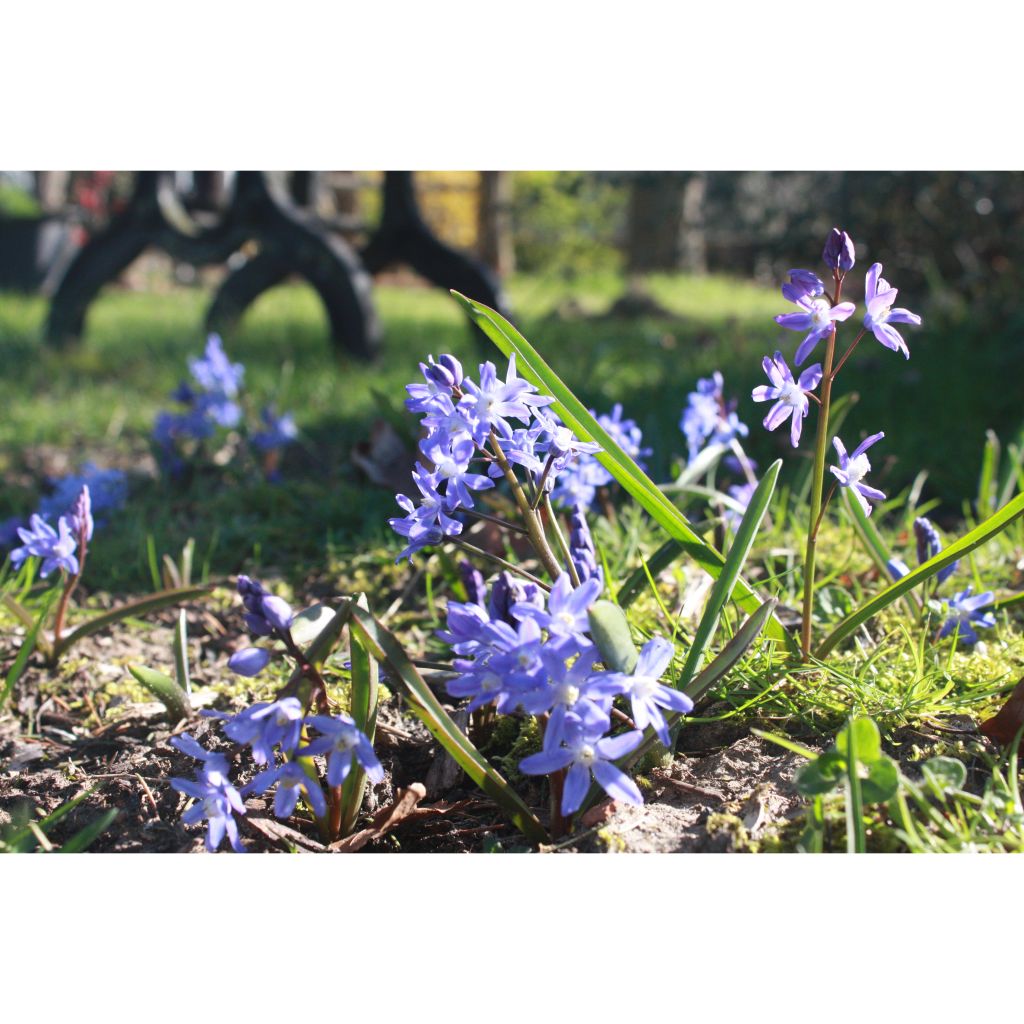 Chionodoxa sardensis - Dunkle Sternhyazinthe