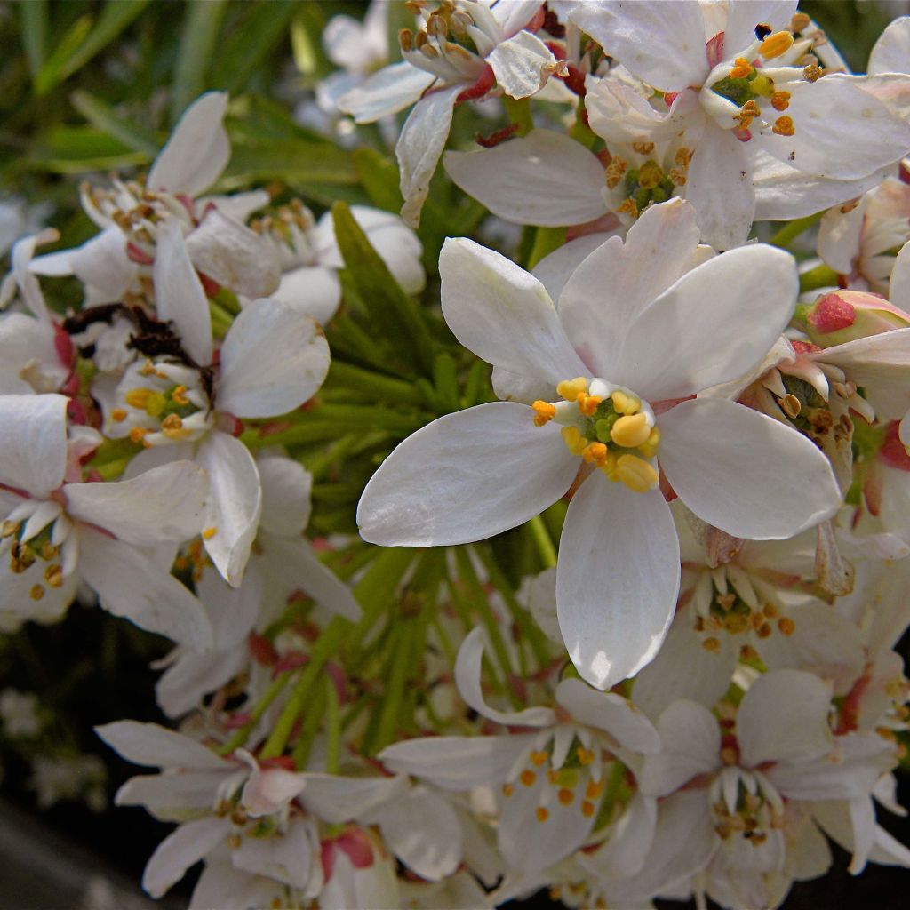 Orangenblume Aztec Pearl - Choisya ternata