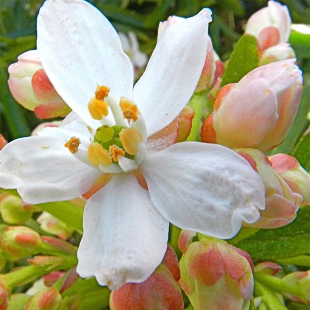 Orangenblume Aztec Pearl - Choisya ternata