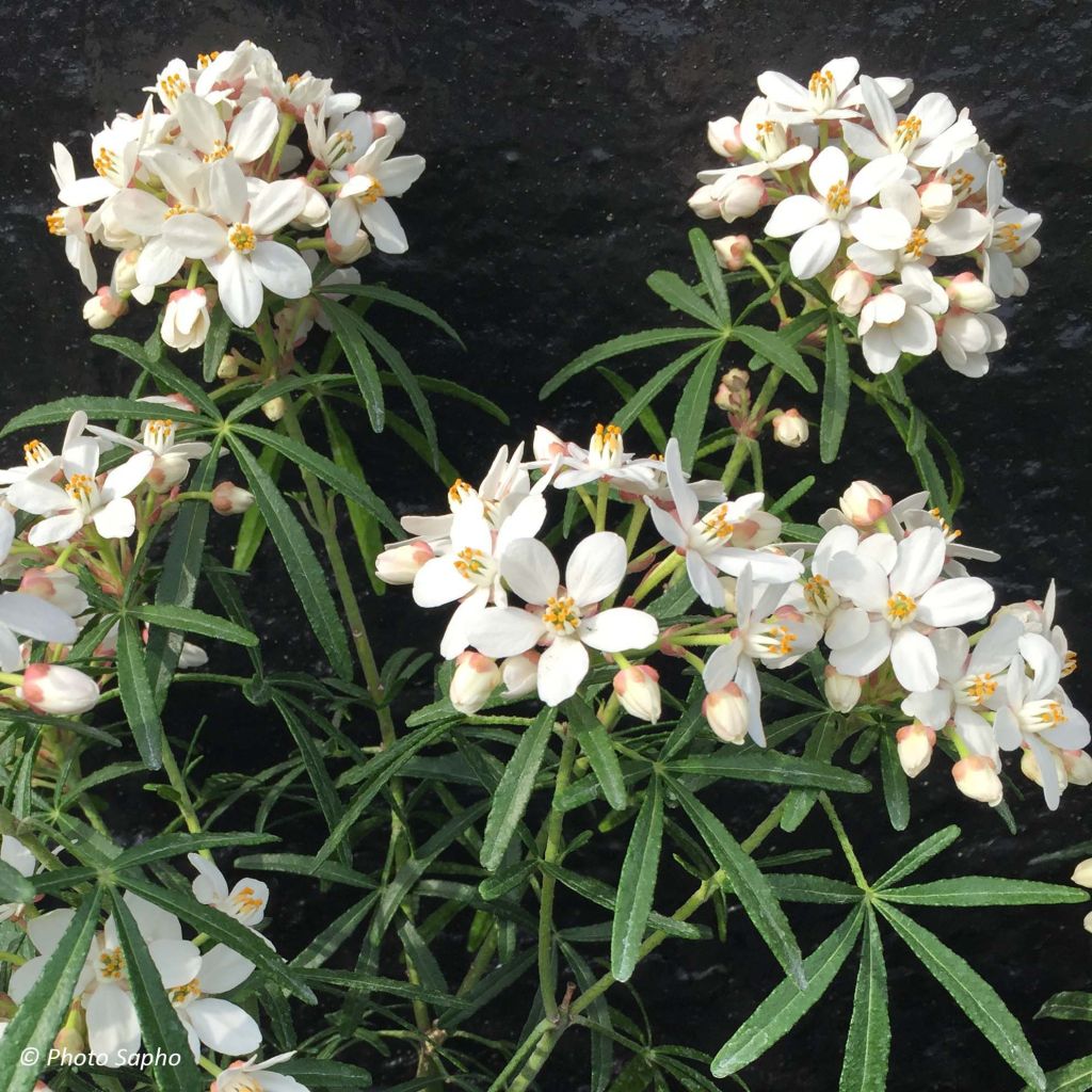 Orangenblume Scented Gem - Choisya ternata