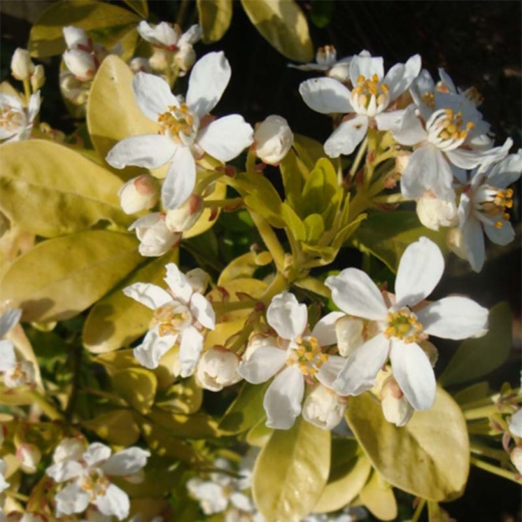 Choisya ternata Sundance - Oranger du Mexique