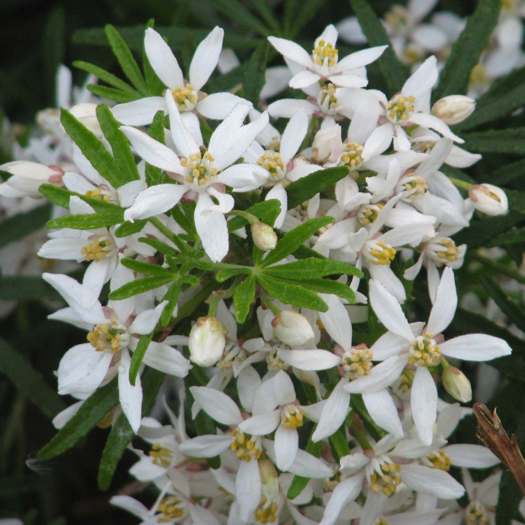 Orangenblume White Dazzler - Choisya ternata