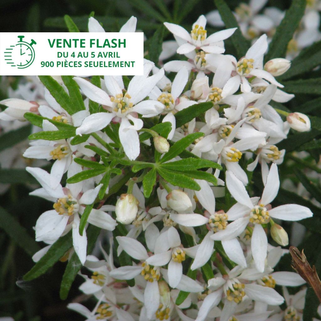 Orangenblume White Dazzler - Choisya ternata