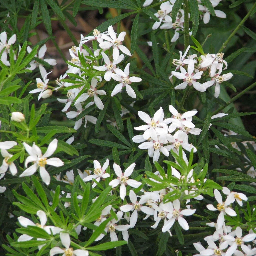 Orangenblume White Dazzler - Choisya ternata