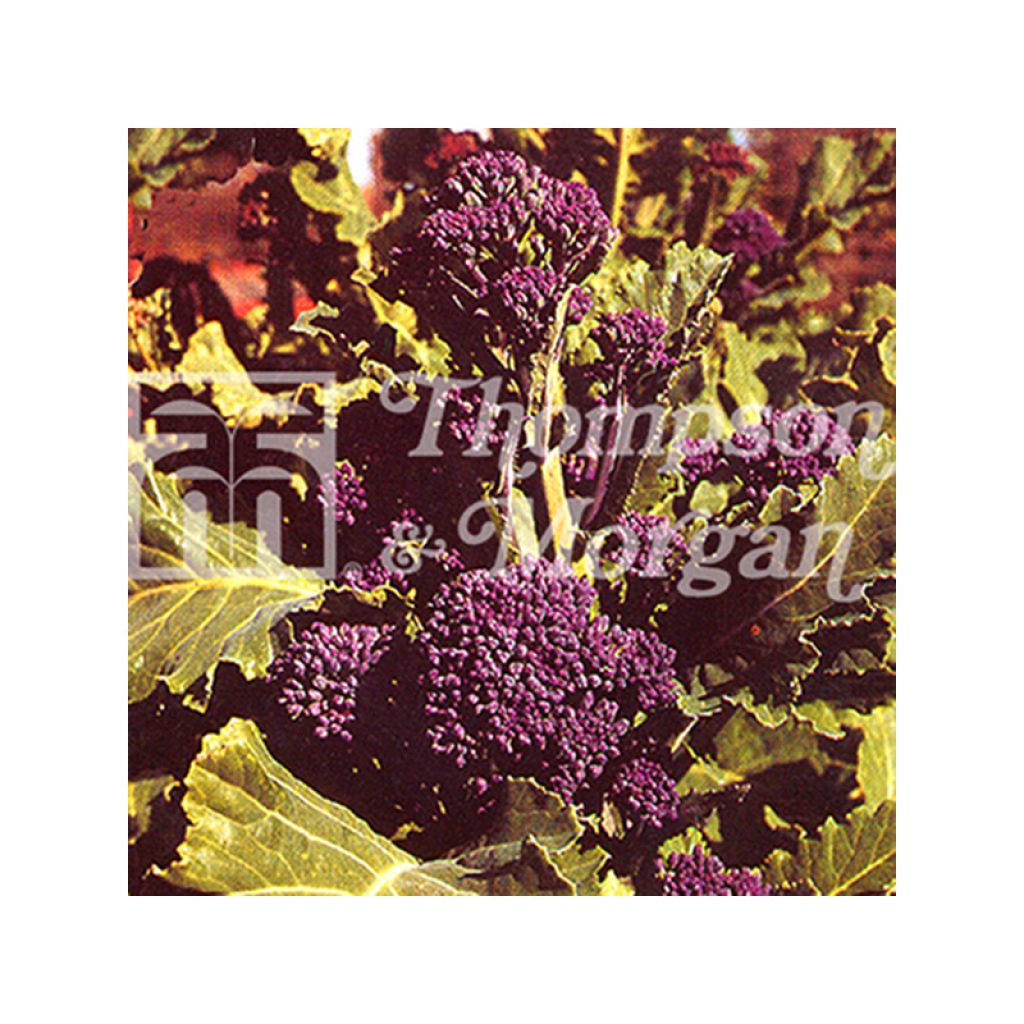 Chou Brocoli Early Purple Sprouting