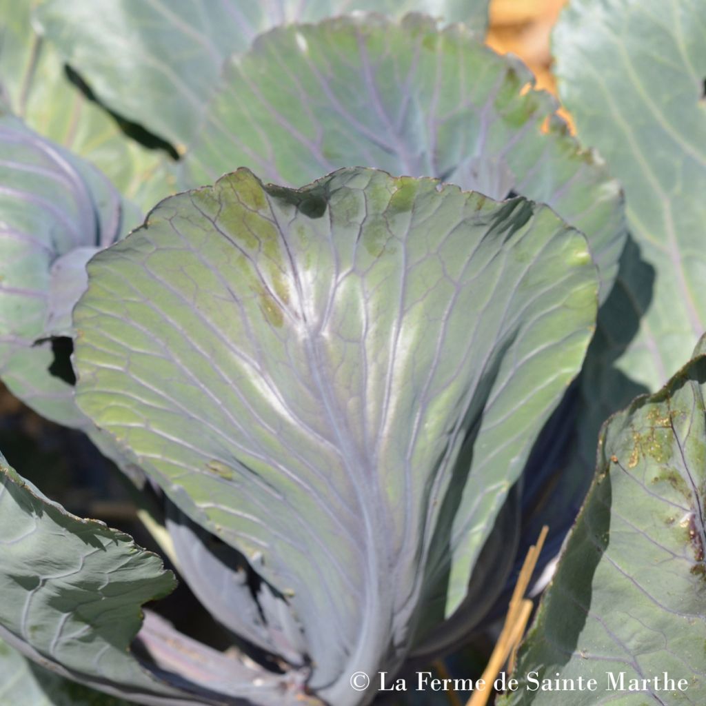 Rotkohl Marner Lagerrot Bio - Ferme de Sainte Marthe