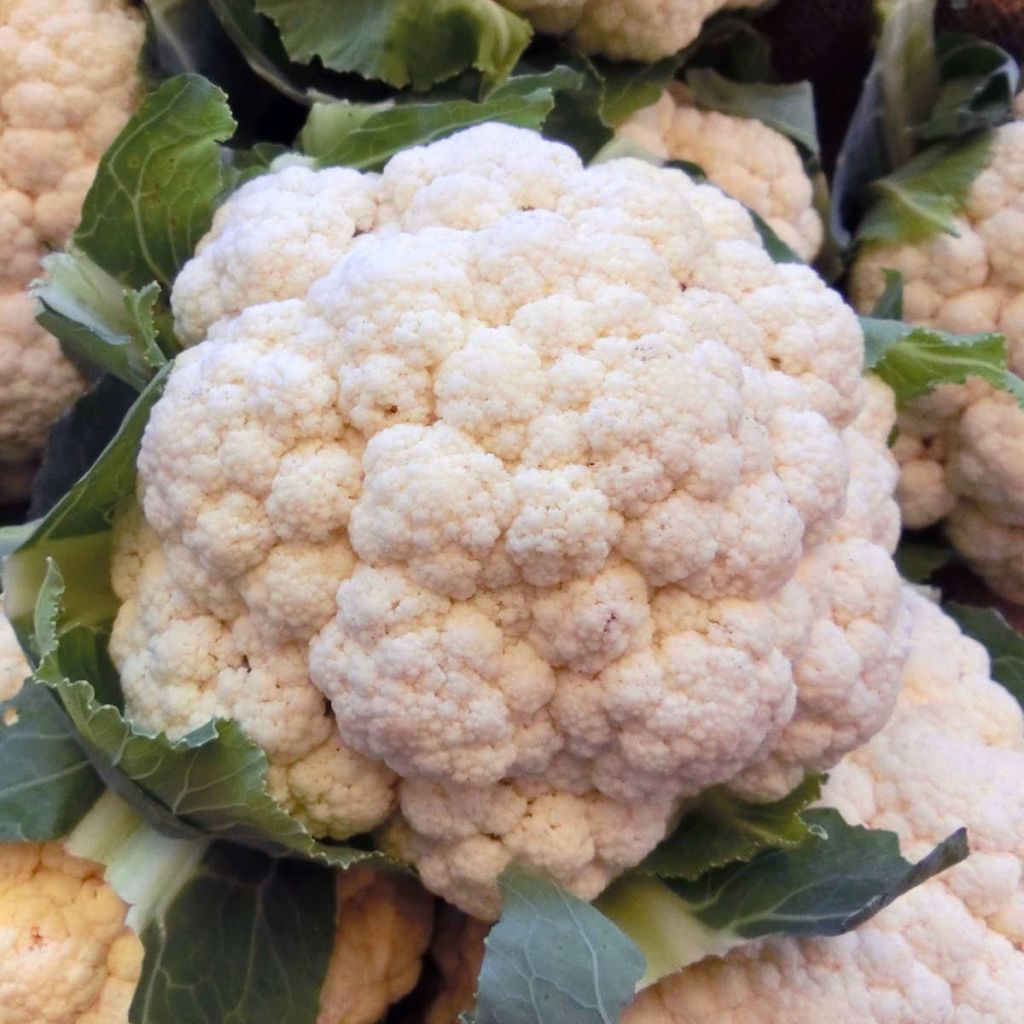 Blumenkohl Merveille de Toutes Saisons