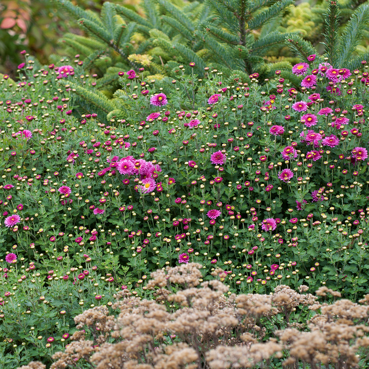 Chrysanthemum Mei Kyo - Herbst-Chrysantheme