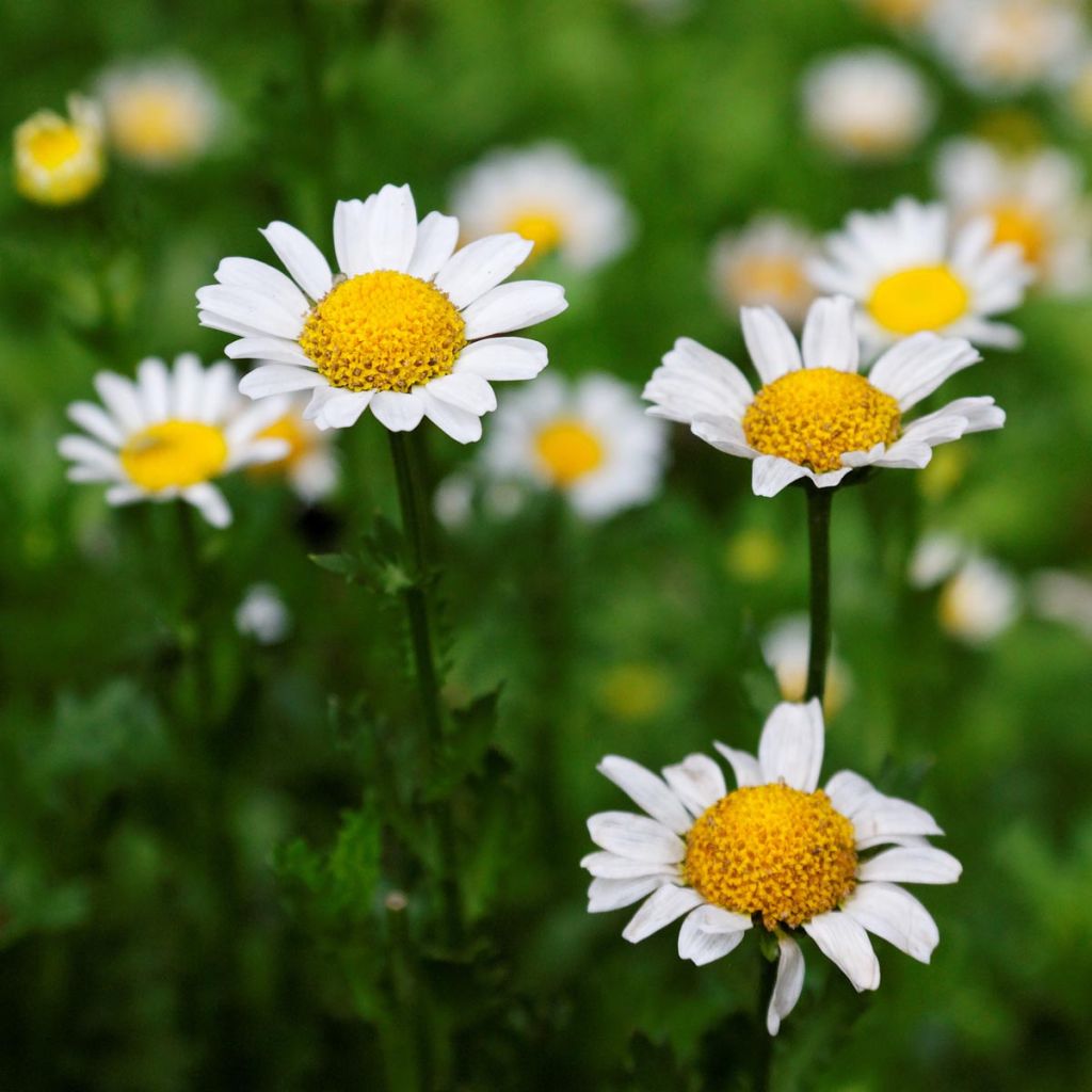 Großblumige Margerite Gruppenstolz - Leucanthemum