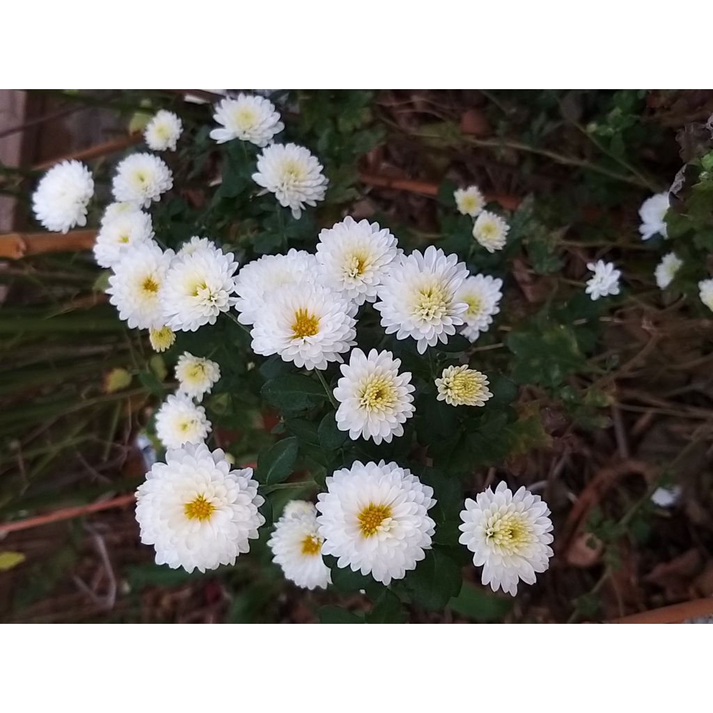 Chrysanthemum indicum Poesie - Chrysantheme