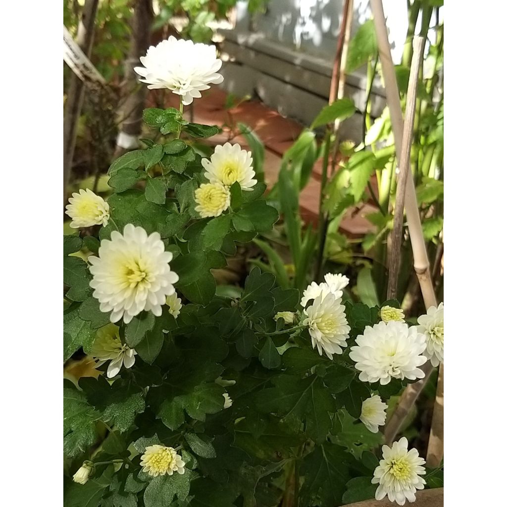 Chrysanthemum indicum Poesie - Chrysantheme