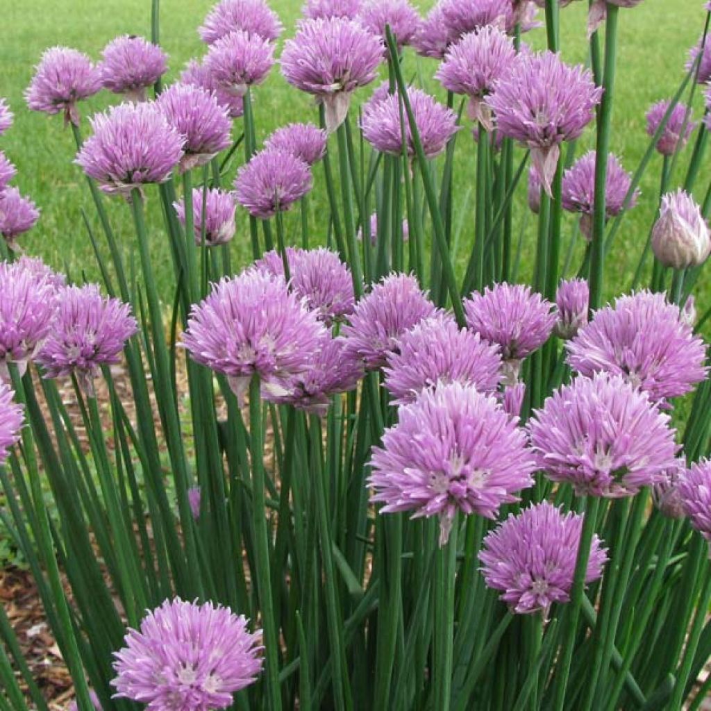 Schnittlauch - Allium schoenoprasum