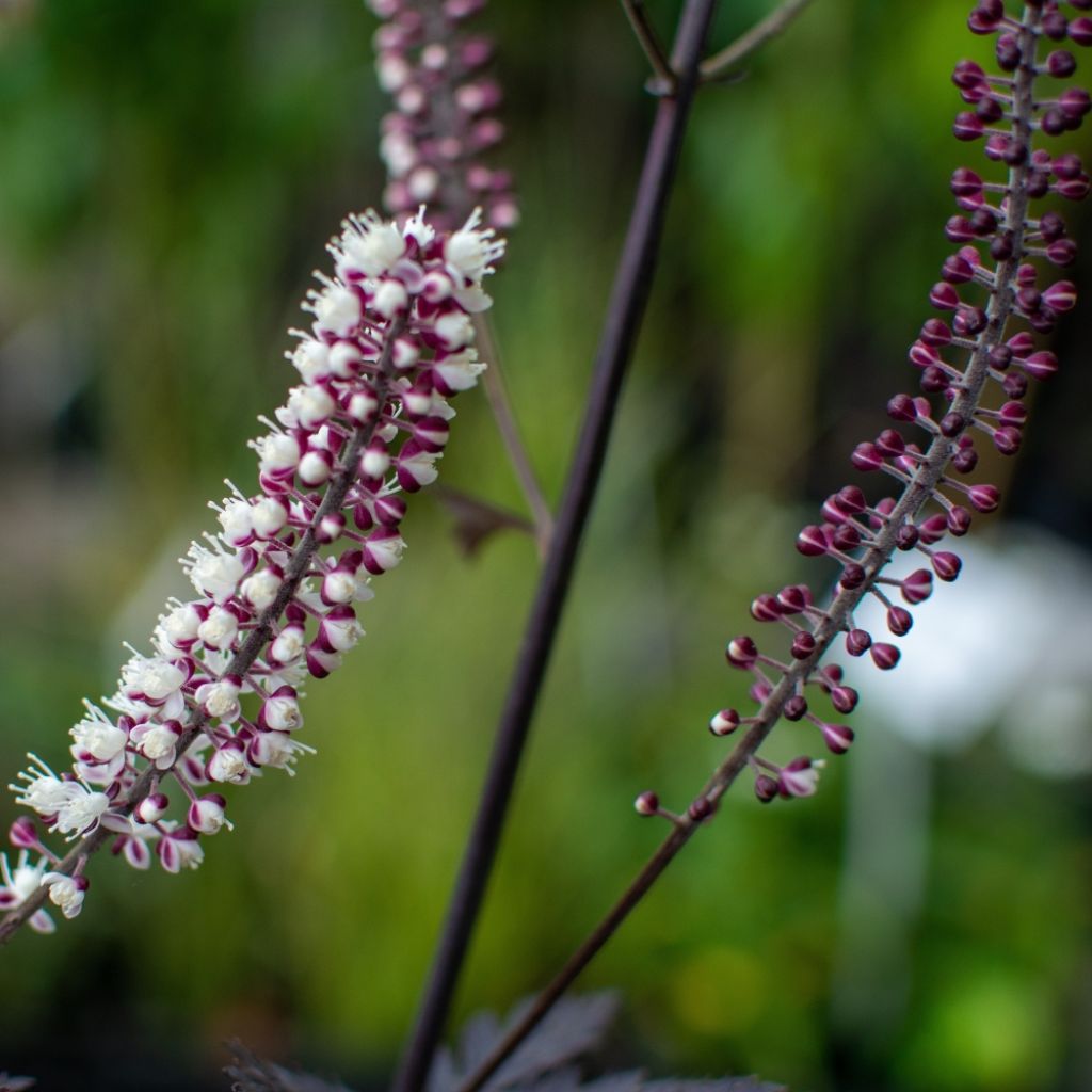 Actaea simplex Carbonella - Oktober-Silberkerze