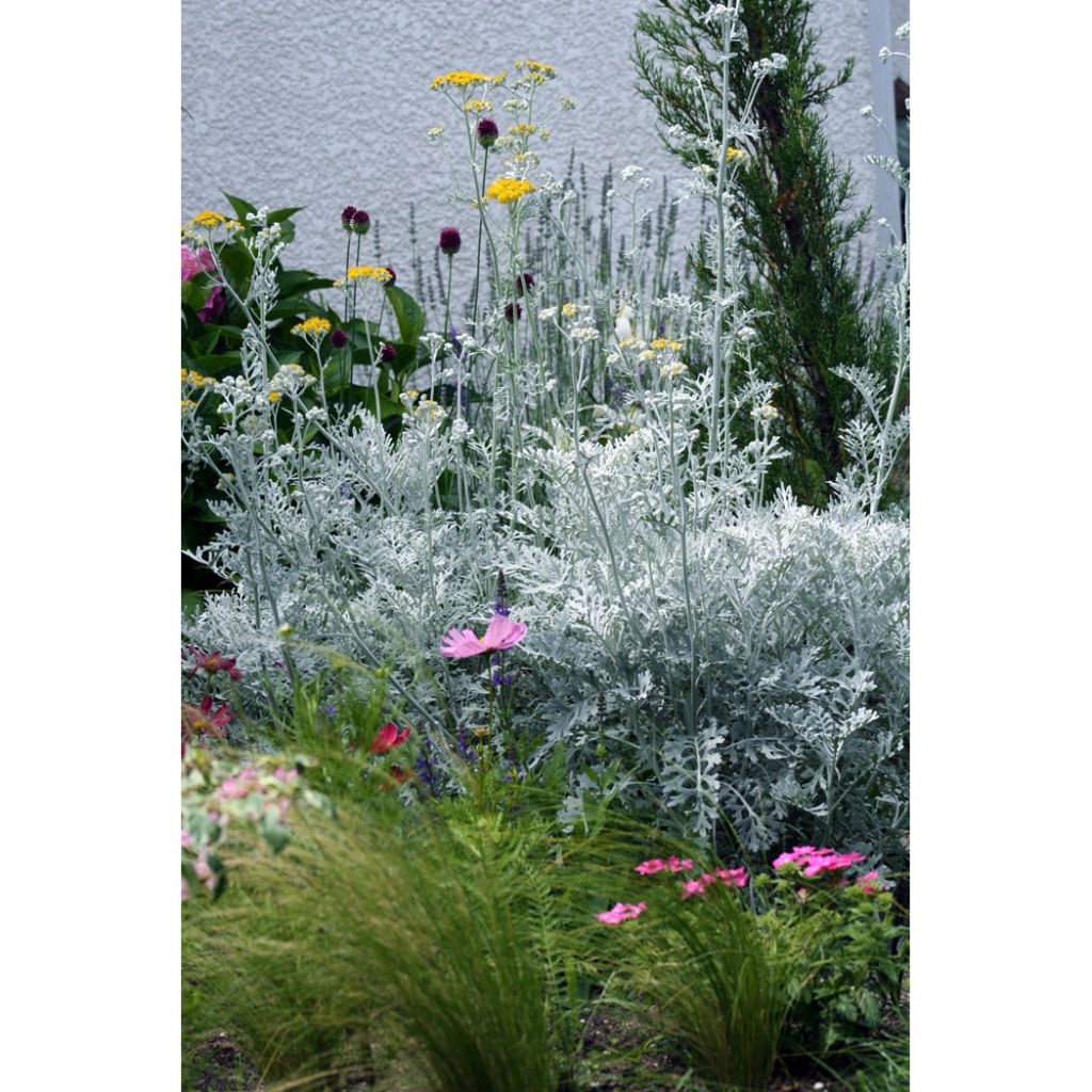 Senecio cineraria Silver Dust - Kreuzkraut