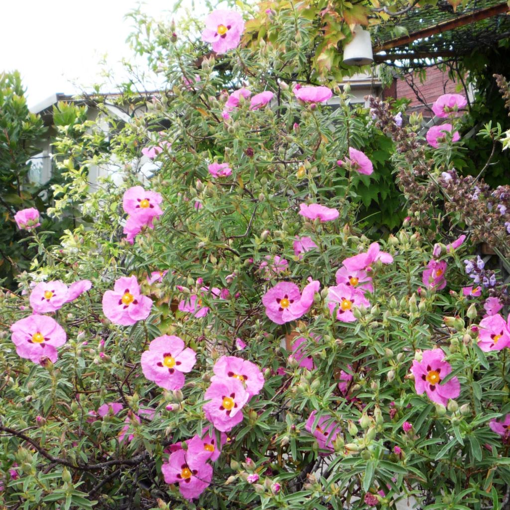 Purpur-Zistrose - Cistus purpureus