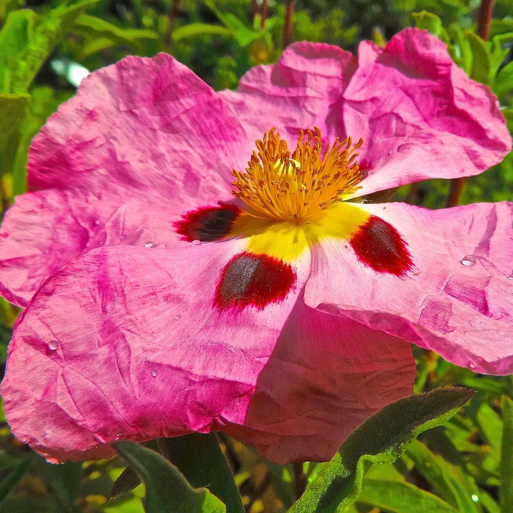 Purpur-Zistrose - Cistus purpureus