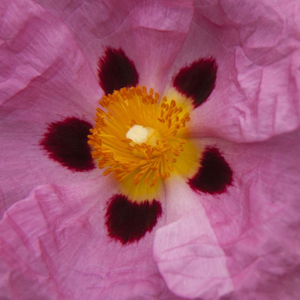 Purpur-Zistrose - Cistus purpureus