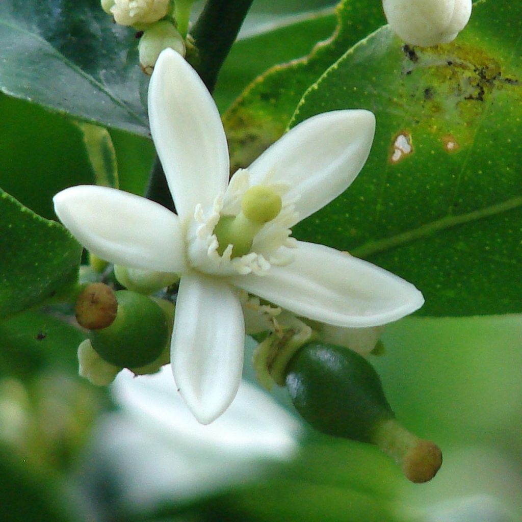 Grand Citron vert - Citrus latifolia 