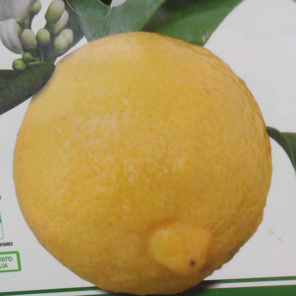 Zitrone Cerza - Citrus limon