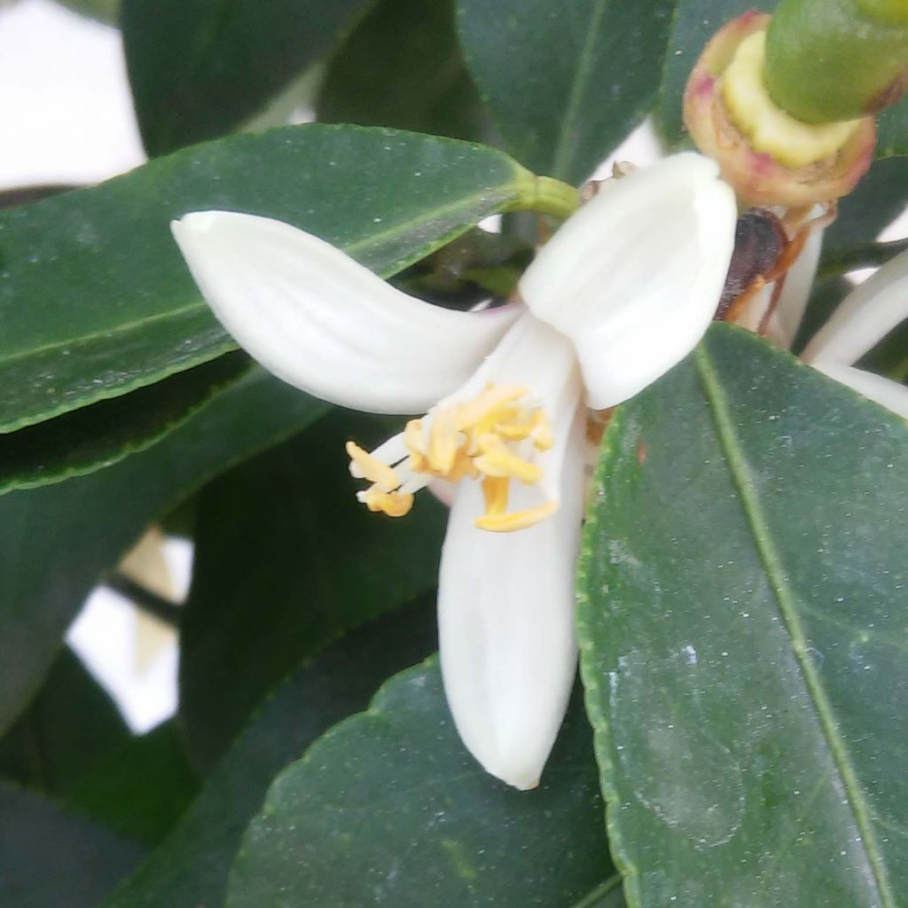 Zitrone Femminello Incappucciato - Citrus limon