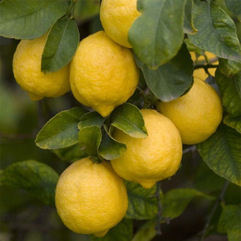 Zitrone Femminello Siracusano - Citrus limon