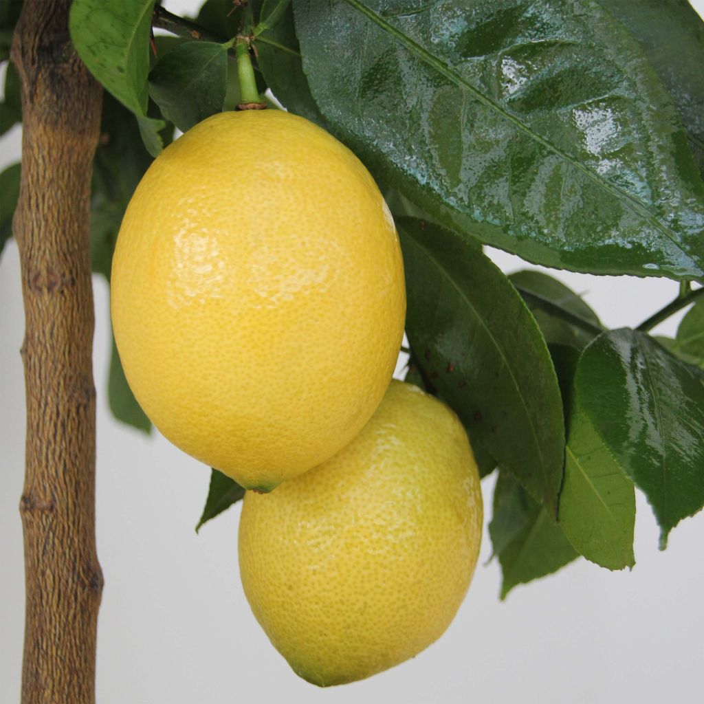 Zitrone Lemox - Citrus limon