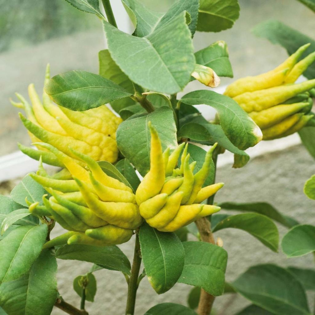 Buddhas Hand - Citrus medica var. sarcodactylis