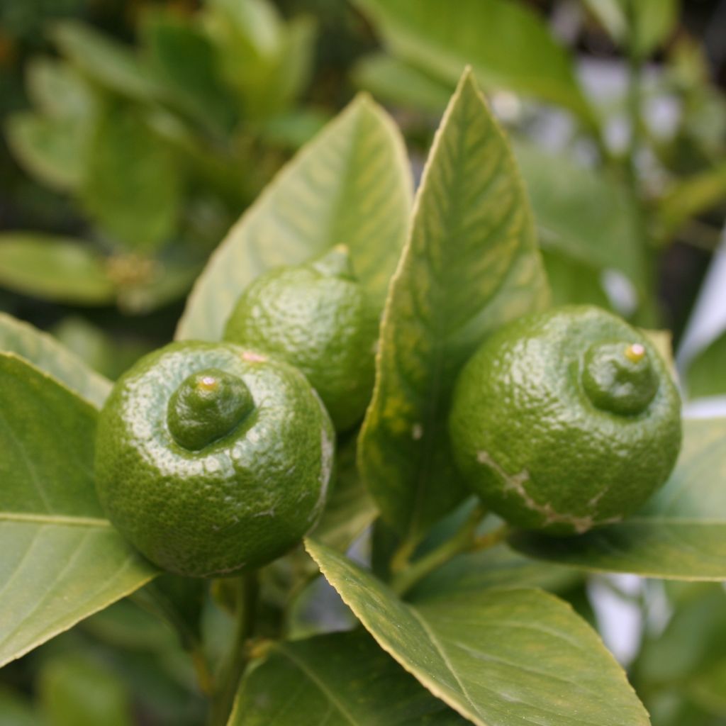 Echte Limette Mexicana - Citrus x aurantiifolia