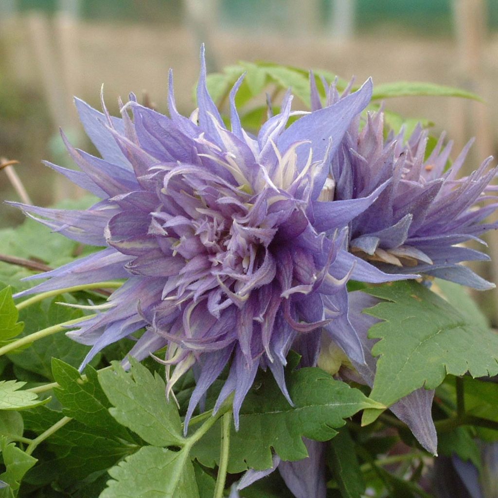 Waldrebe Ocean Pearl - Clematis