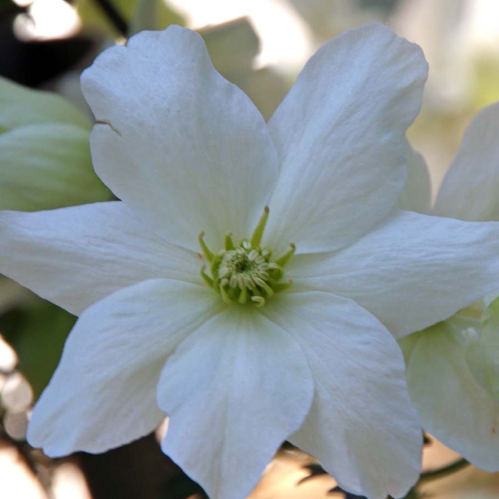 Waldrebe Avalanche - Clematis