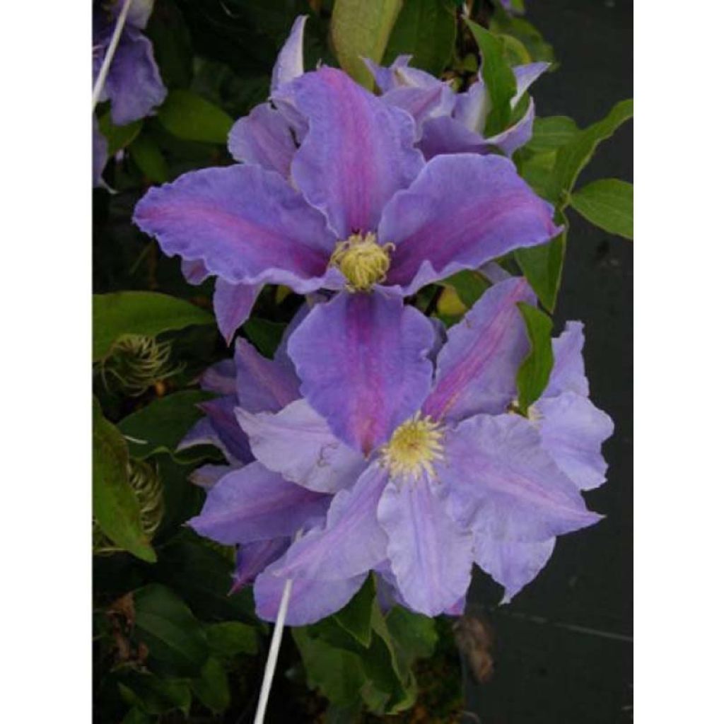 Waldrebe Beata - Clematis