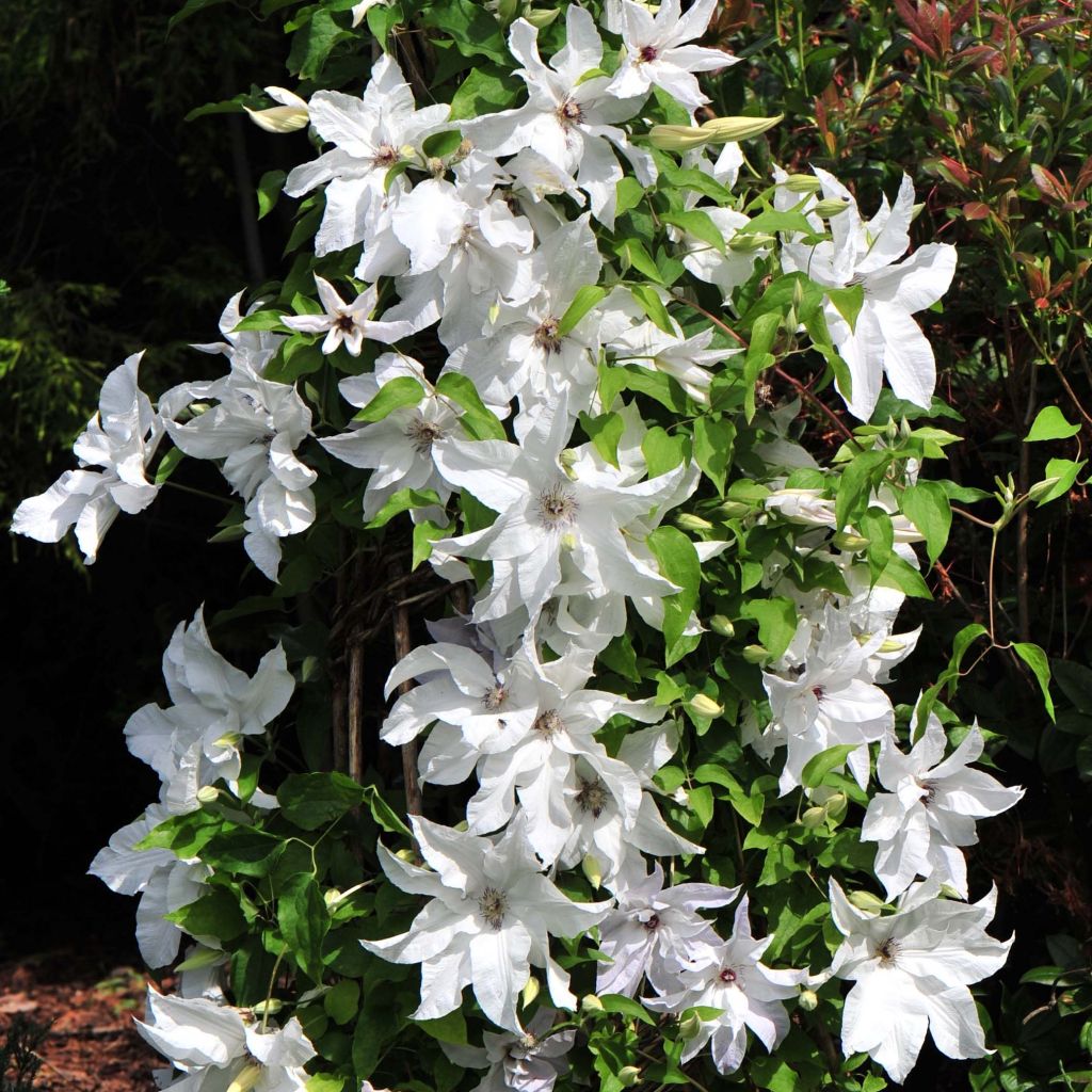 Waldrebe Beautiful Bride - Clematis